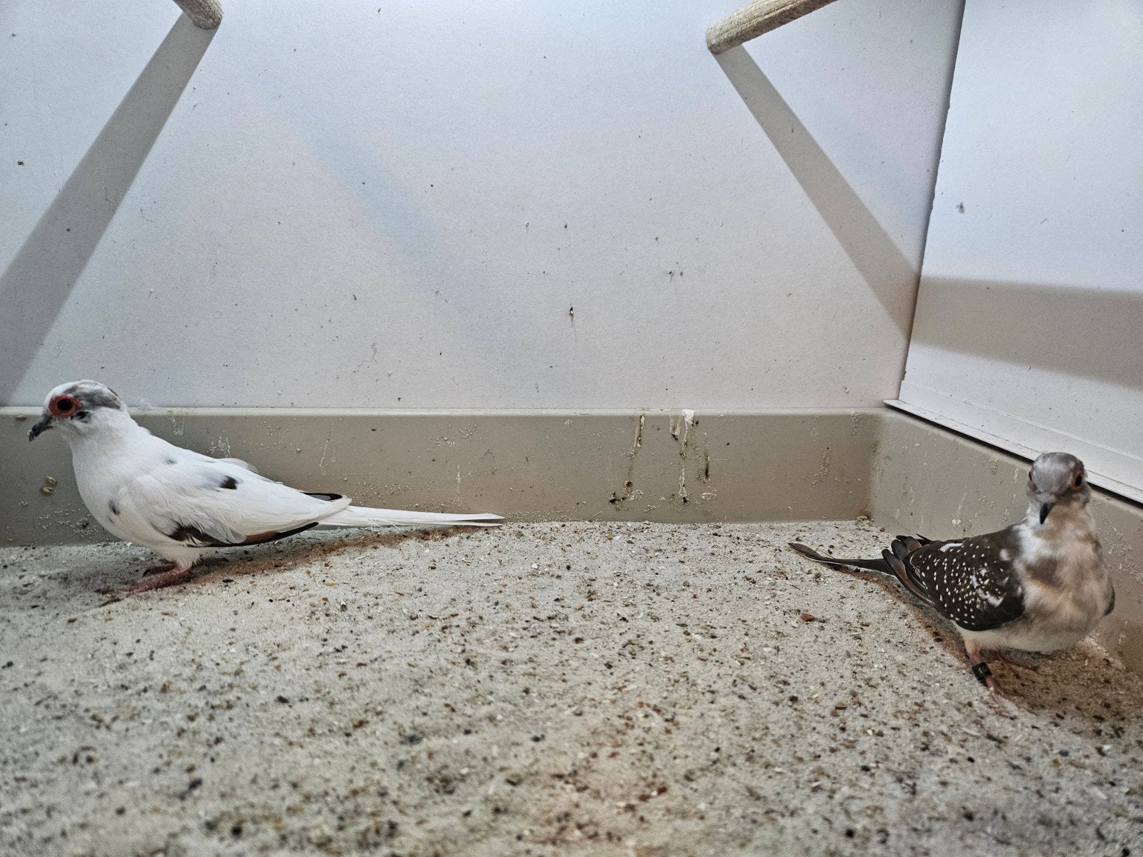 Te koop mooi koppeltje bonte diamantduifjes, Dieren en Toebehoren, Vogels | Overige Vogels, Meerdere dieren