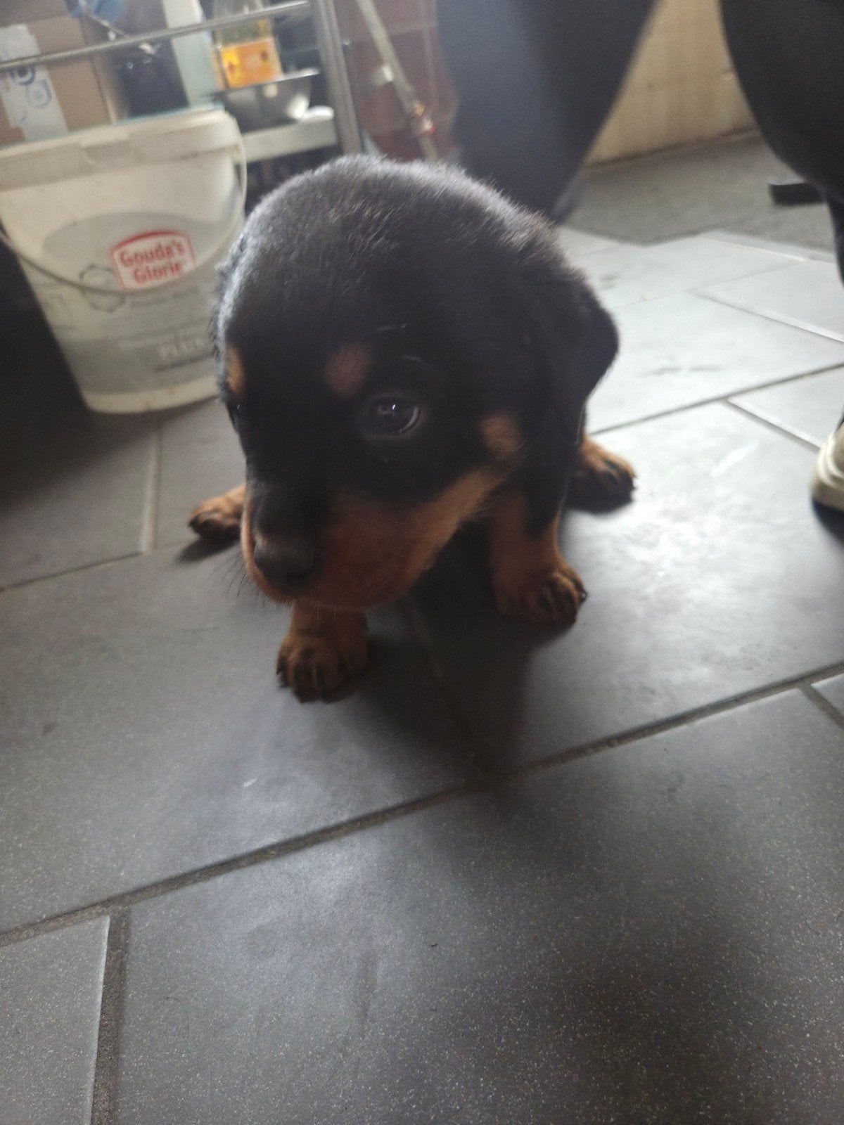 Rottweiler pups mogen nest verlaten, 8 tot 15 weken, Groot, Meerdere, Meerdere dieren
