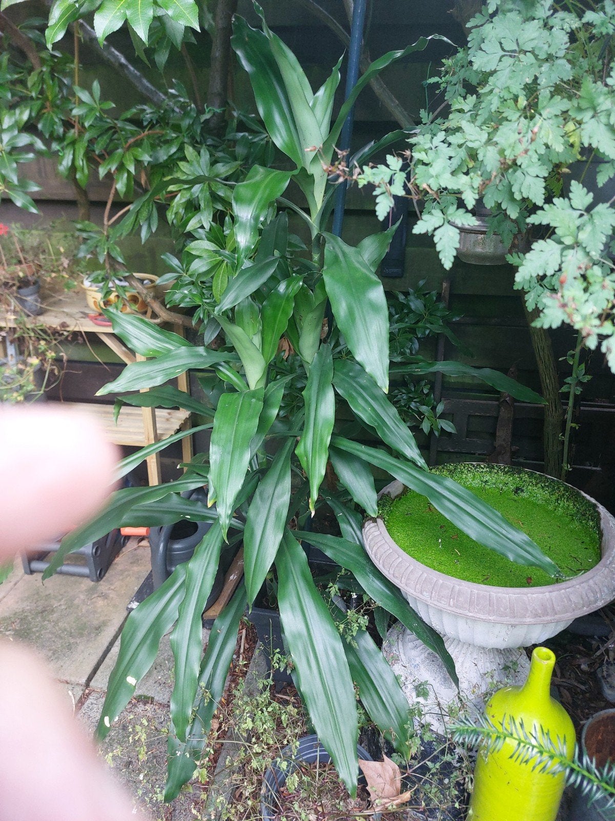 Grote dracena in pot. Anderhalve meter hoog., Ophalen, Overige soorten, Halfschaduw