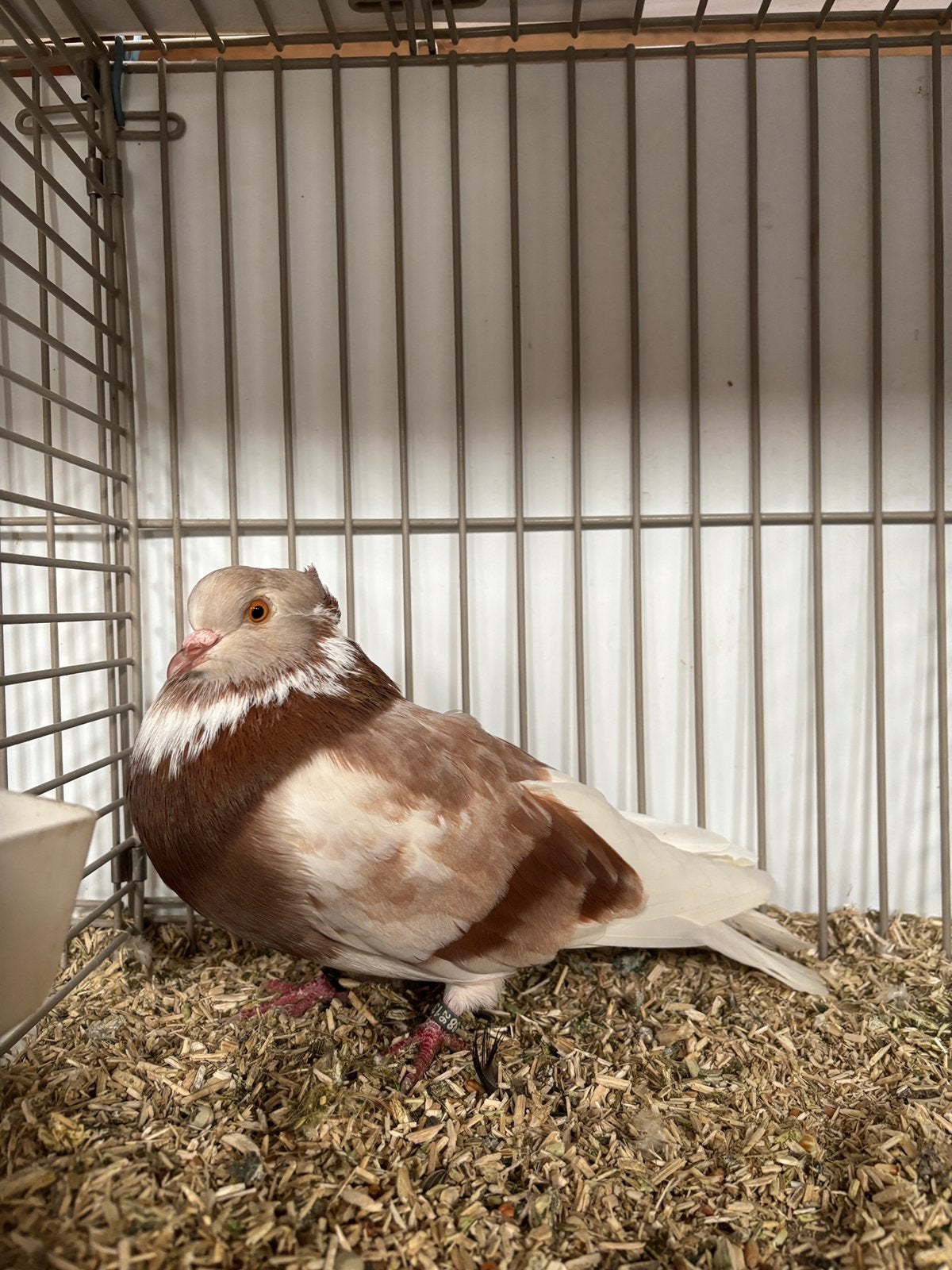 5 speelderkens, Meerdere dieren, Overige soorten