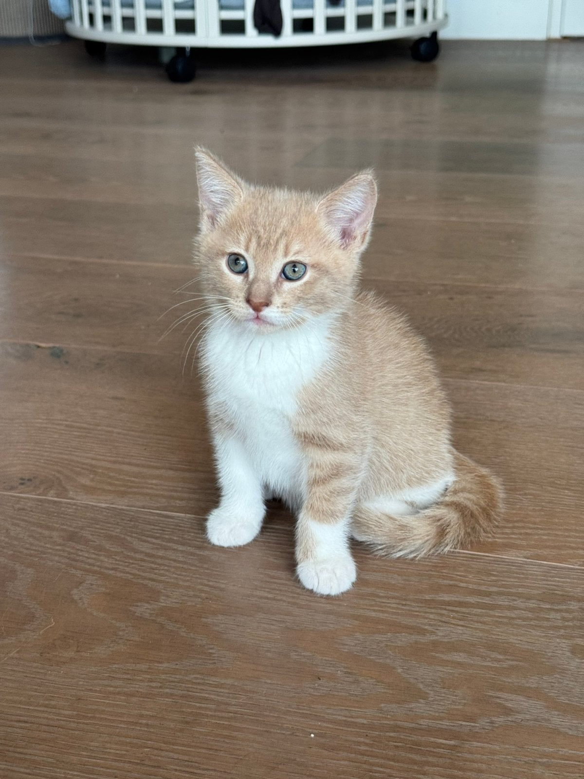 Lieve kittens te koop, Dieren en Toebehoren, Meerdere dieren, Ontwormd