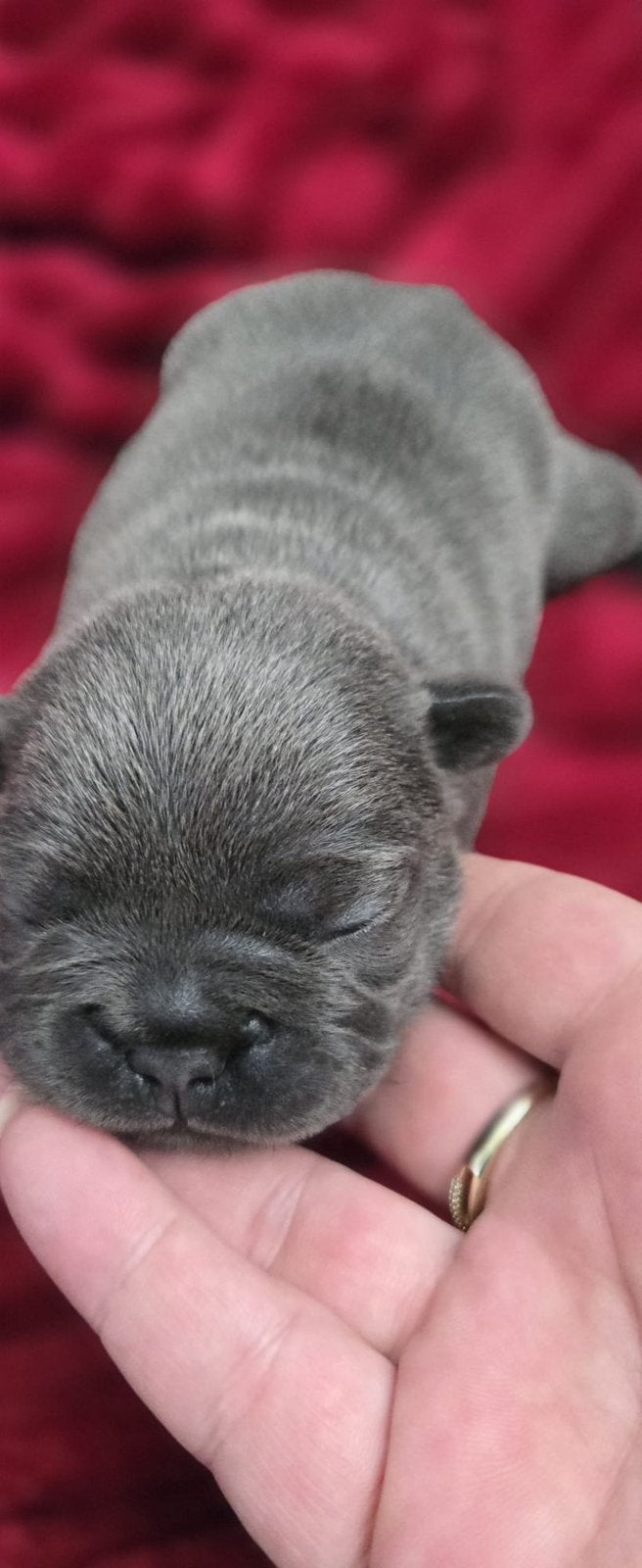 Franse bulldog pups, Dieren en Toebehoren, 8 tot 15 weken, Bulldog, Meerdere, Meerdere dieren