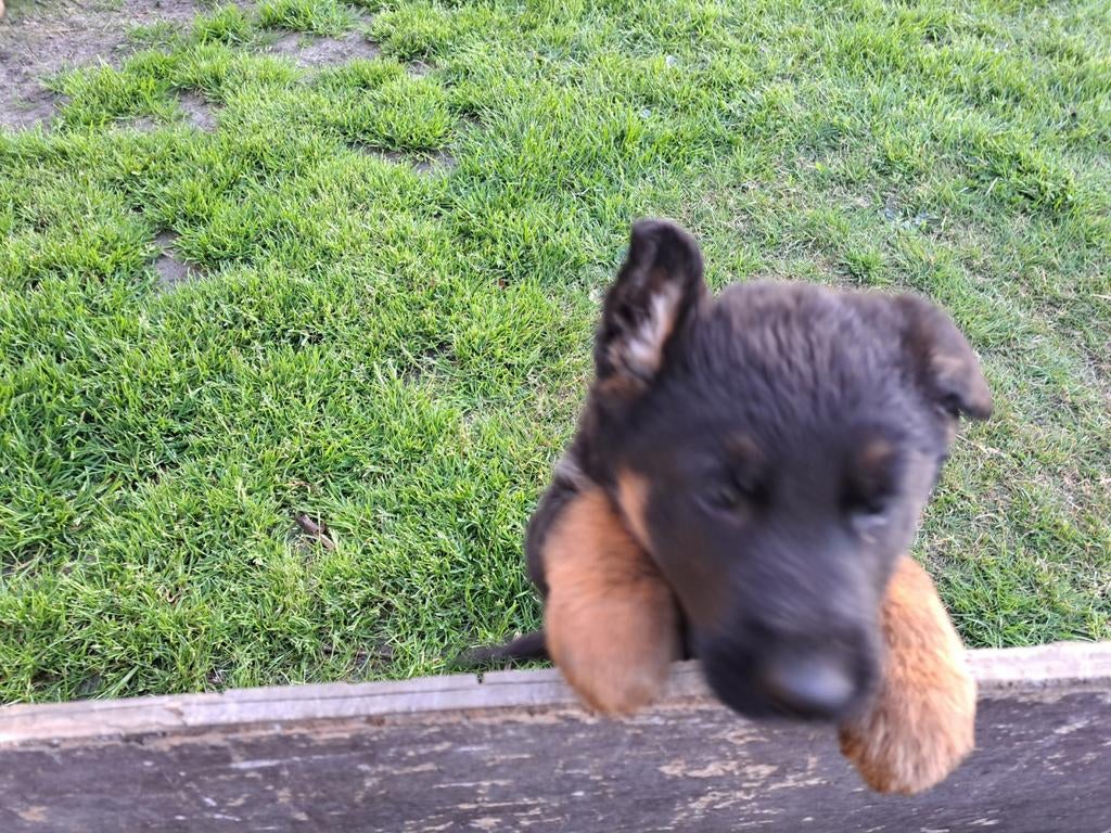 Duitse Herder pup's, Dieren en Toebehoren, Honden | Herdershonden en Veedrijvers, Reu, 8 tot 15 weken, Meerdere, Herder