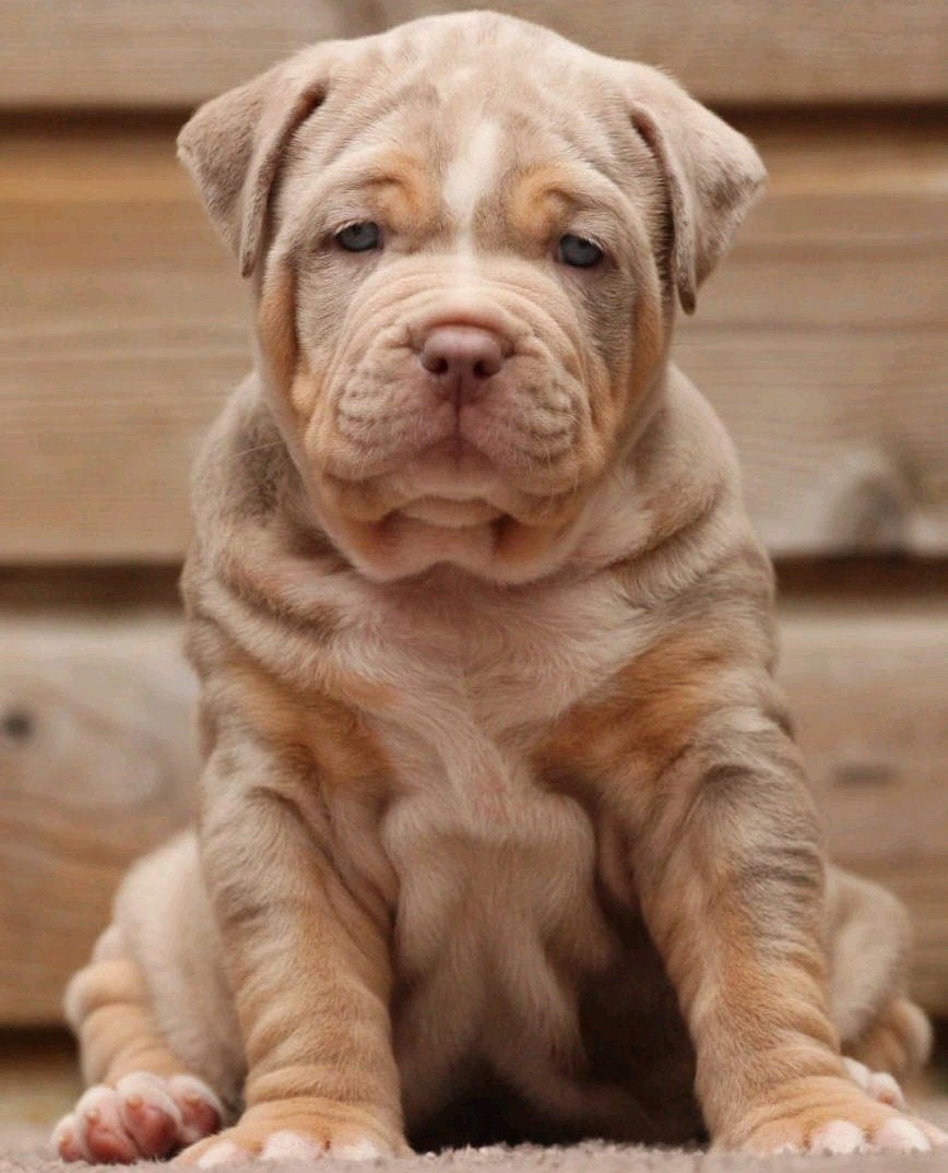 American Bully Dekreu *Ervaren *ABKC *Getest, Dieren en Toebehoren, Eén hond, 3 tot 5 jaar, Nederland, Particulier