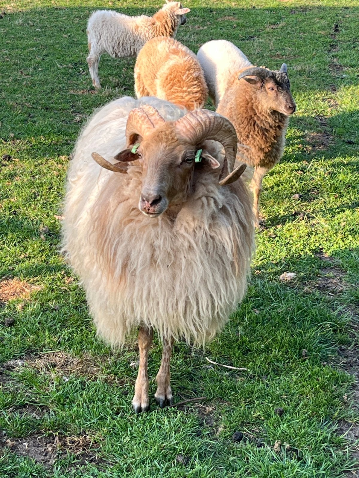 Drents Heideschaap ram, Dieren en Toebehoren, Mannelijk, Schaap