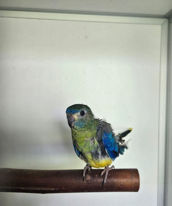 Vuurflits zoekt een huisje! (Turkooisparkiet), Geslacht onbekend, Parkiet, Geringd