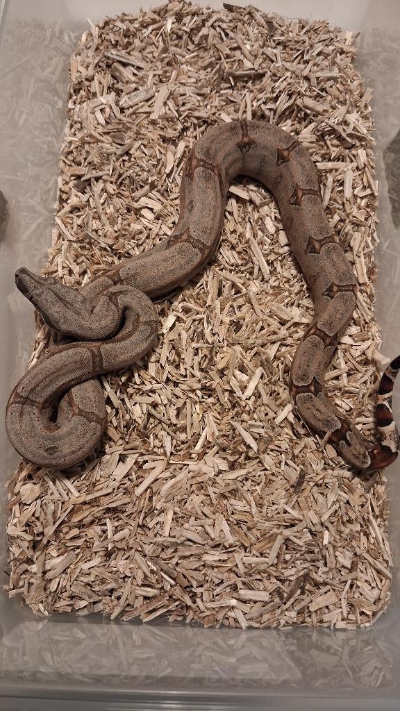 Boa Constrictor Amarali, Slang, Tam, 0 tot 2 jaar