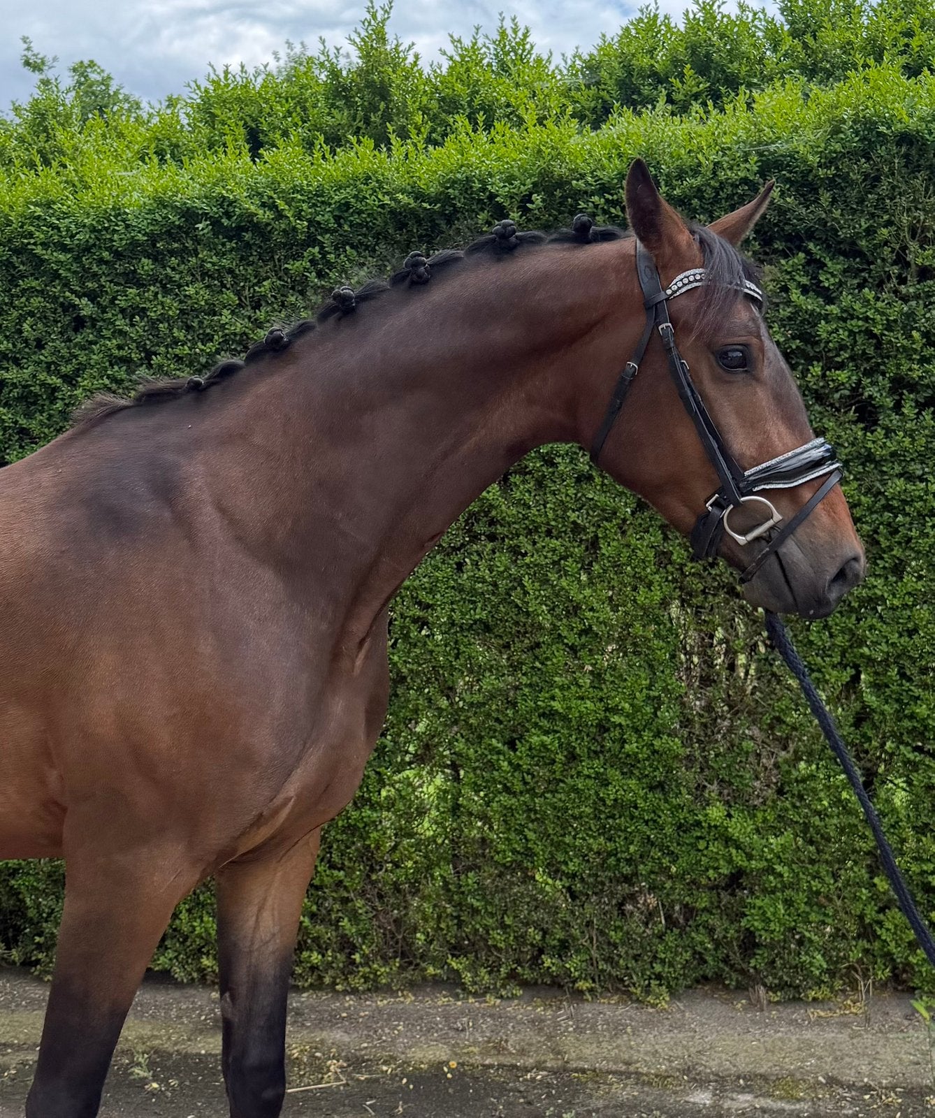 Leuke 3 jarige ruin, Dieren en Toebehoren, Paarden, Ruin, Springpaard, 3 tot 6 jaar