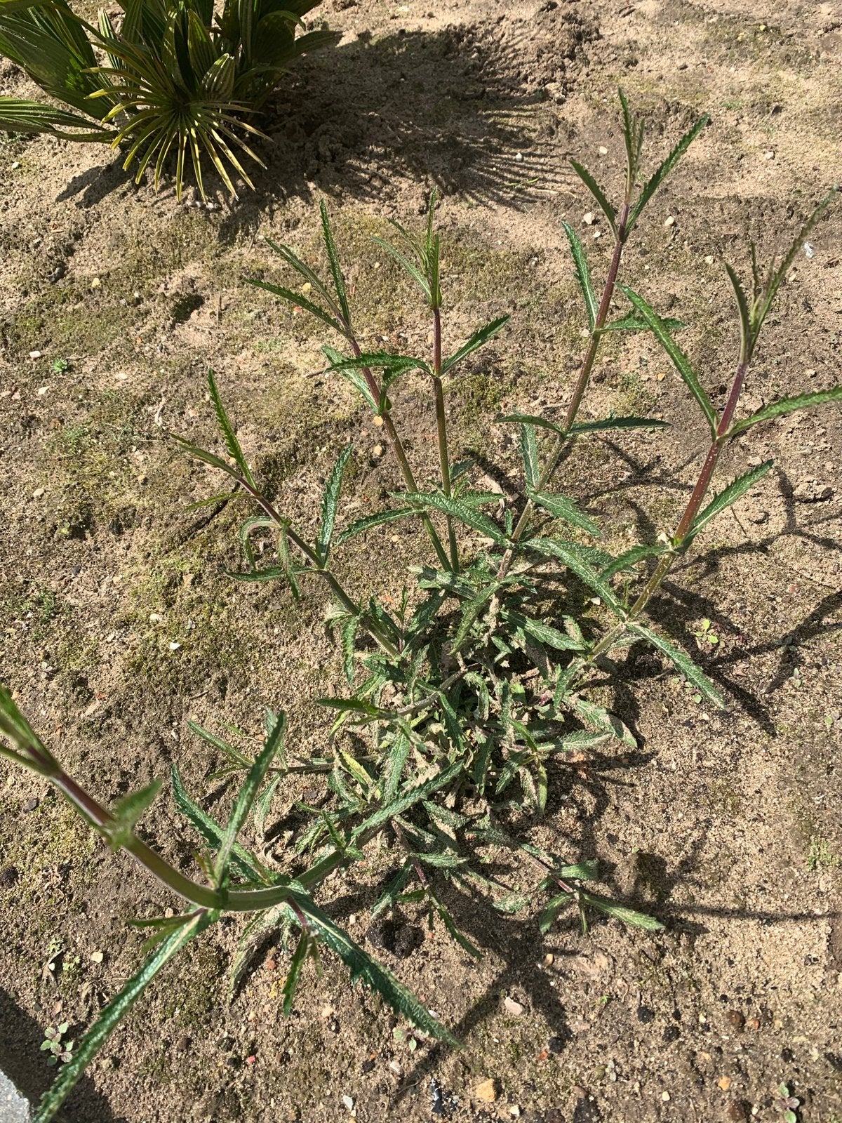 Verbena bonariensis: IJzerhard stekjes en volwassen planten, Tuin en Terras, Volle zon, Vaste plant, Zomer, Ophalen
