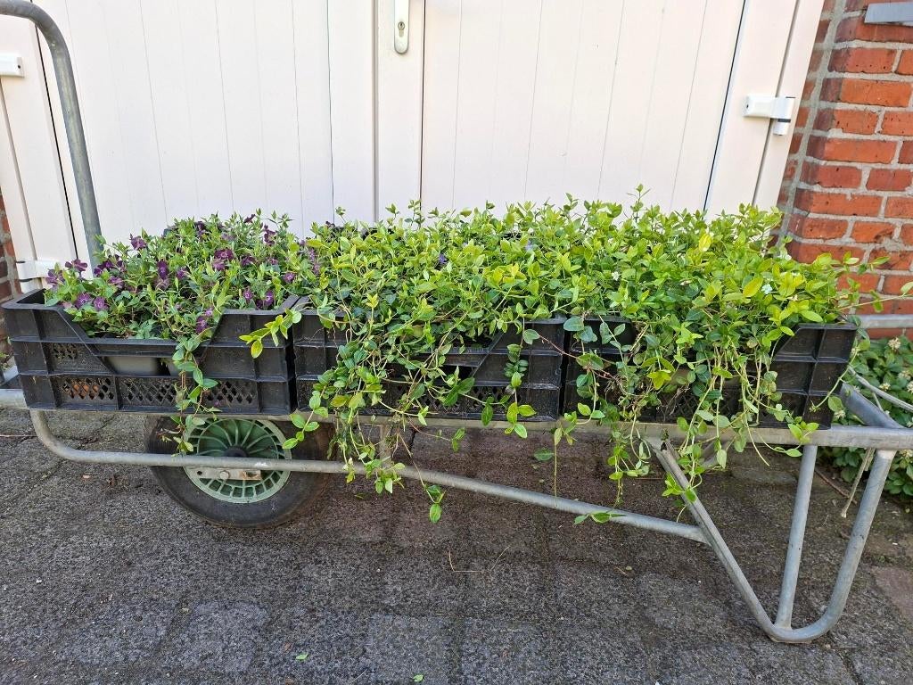 Diverse soorten Vinca (Maagdenpalm) in pot!, Tuin en Terras, Planten | Tuinplanten, Overige soorten, Volle zon, Ophalen