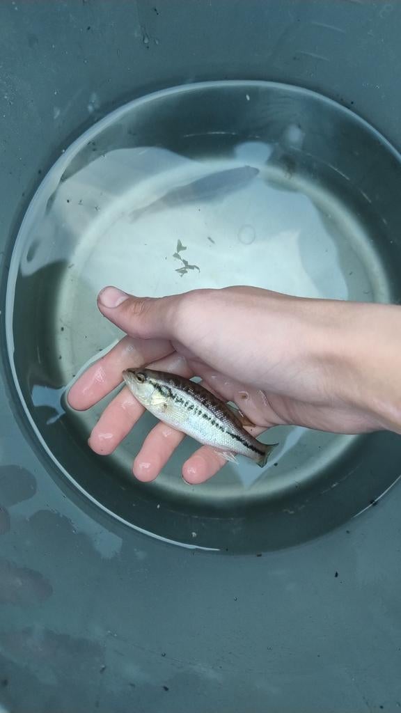 Large mouth bass (forel baars), Vis