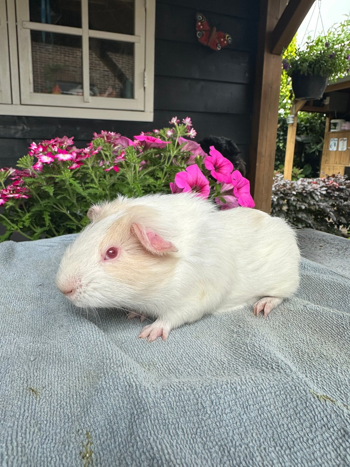 Lief jong Cavia beertje (Sneeuwvlok) zoekt gouden huisje!, Cavia, April, Mannelijk, Tam