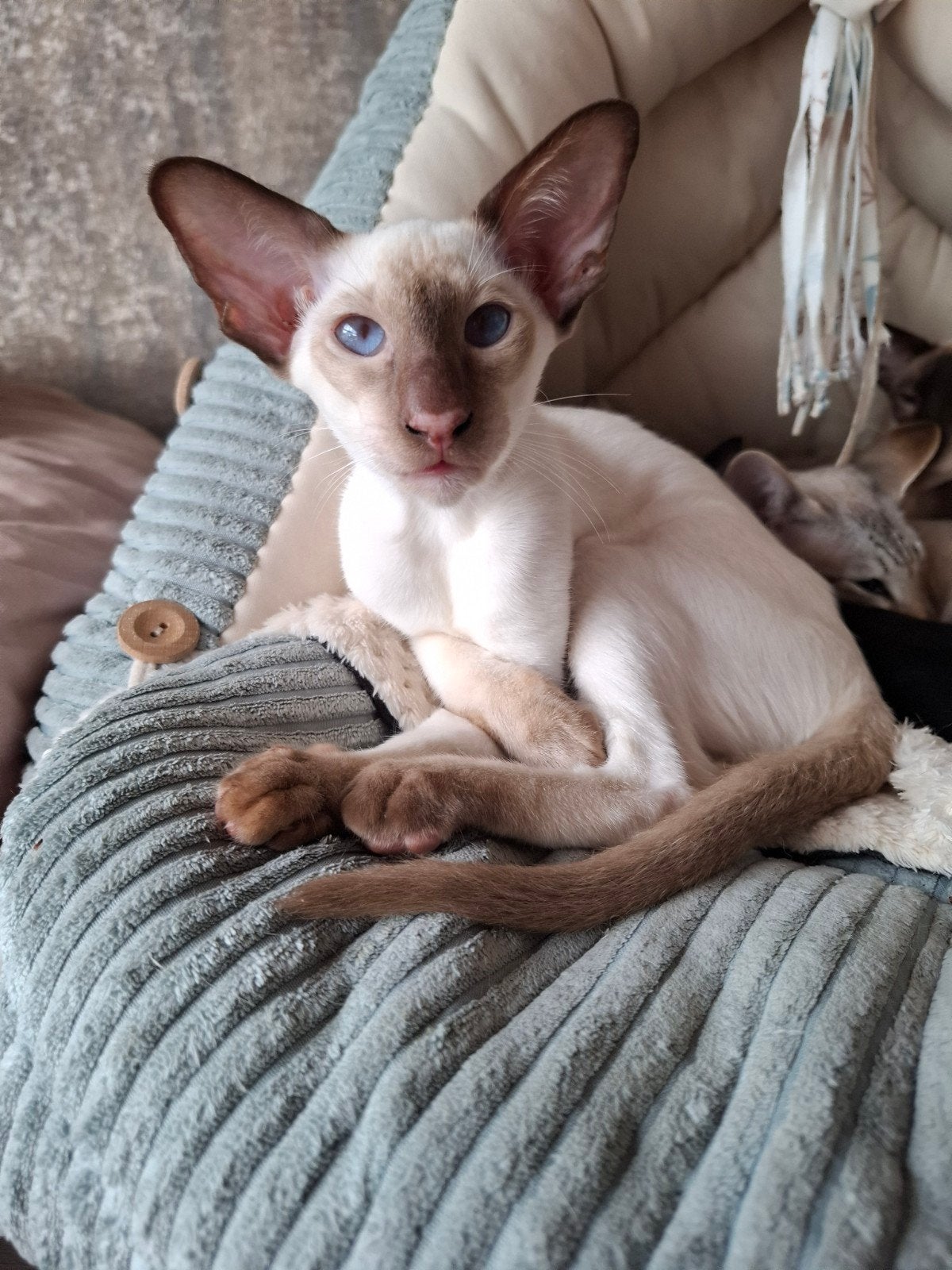 Te koop siameesjes met stamboom, Dieren en Toebehoren, Katten en Kittens | Raskatten | Korthaar, Kater, Met stamboom, 0 tot 2 jaar