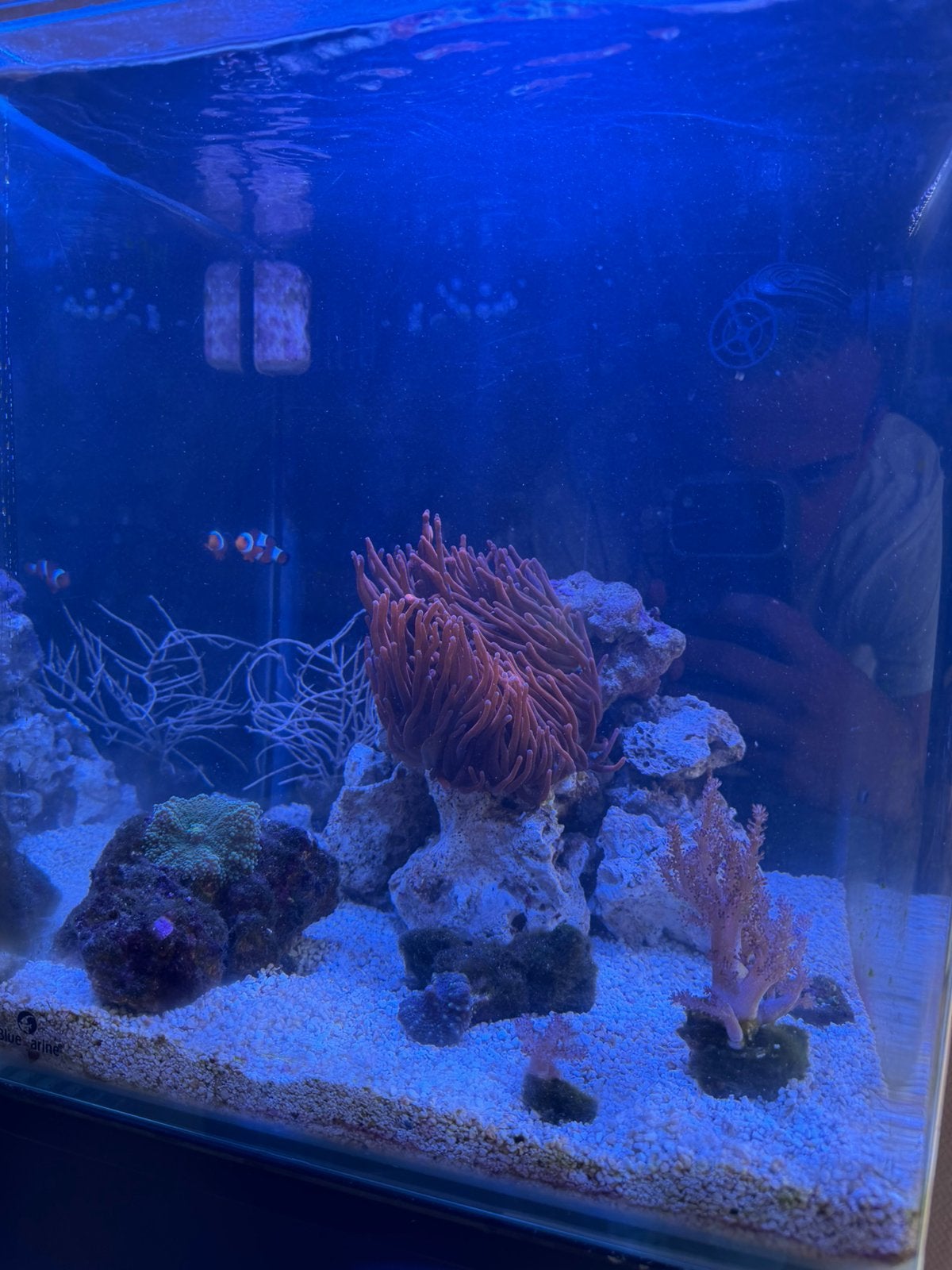Zeeaquarium compleet, Vis