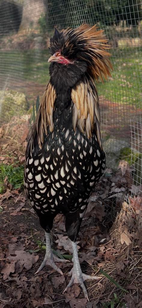 Zeldzame PADUHA  kuif/baard hoenders BROEDEITJES/KUIKENTJES, Dieren en Toebehoren, Pluimvee, Vrouwelijk, Kip