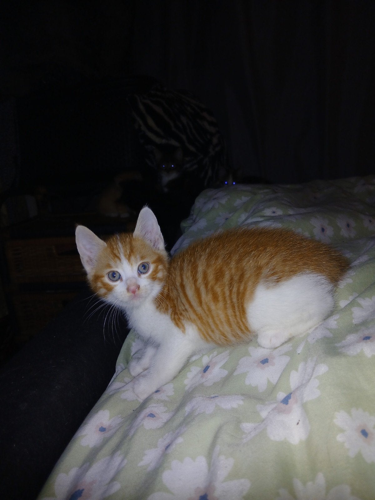 super lieve kittens, Meerdere dieren