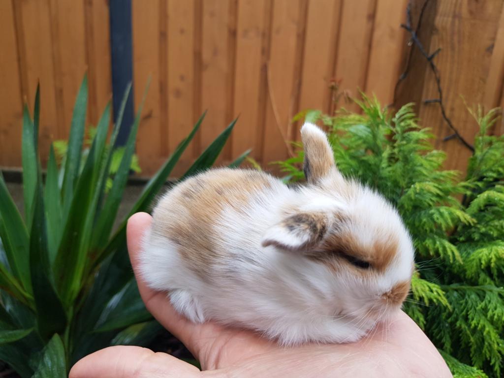 Dwerghangoortjes/ minilop x teddy widder (Rabbit Ranch), Dieren en Toebehoren, Konijnen, Meerdere dieren, Dwerg, Hangoor
