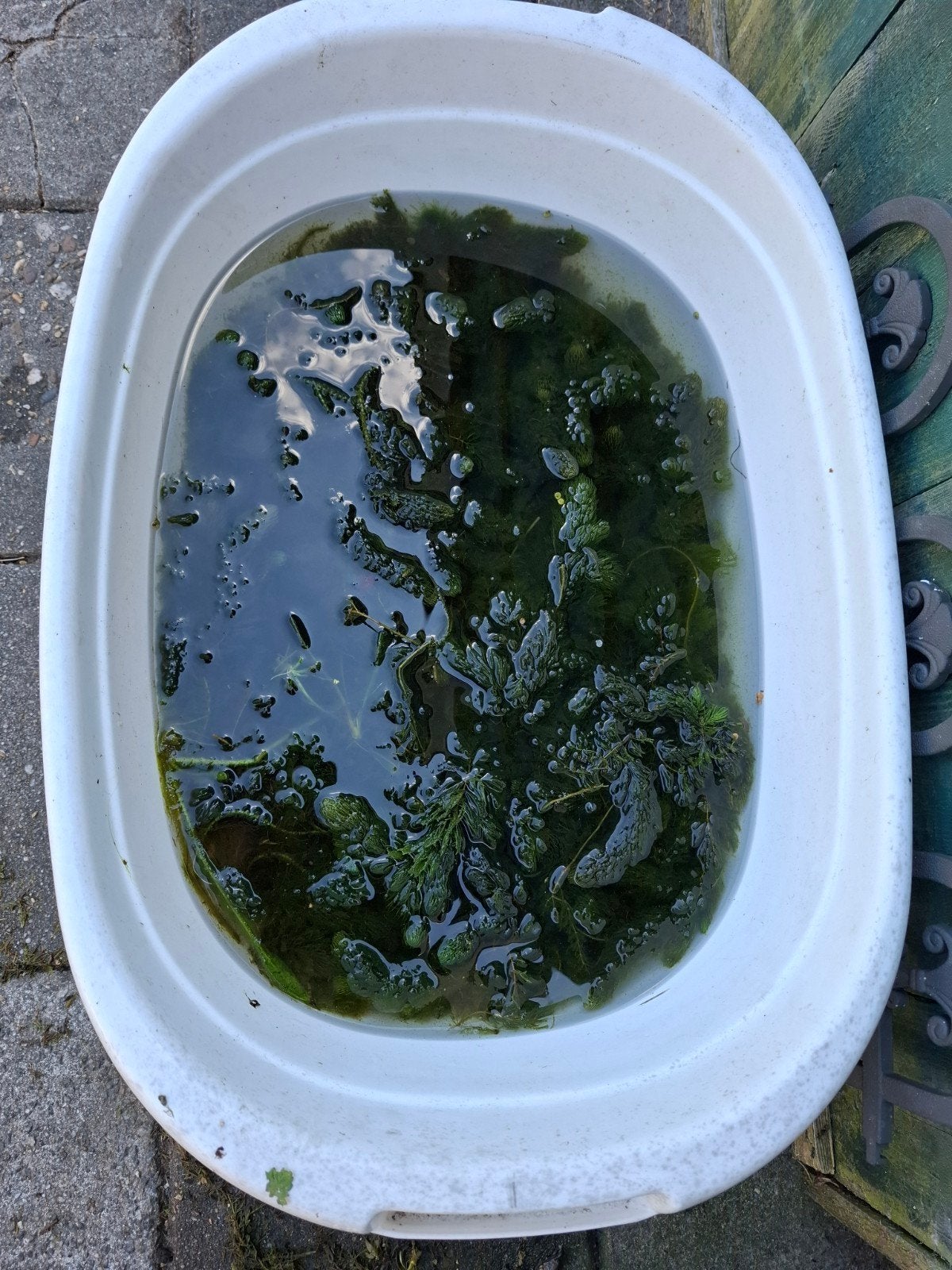 Hoornblad vijver zuurstofplanten badtje vol voor € 15, Tuin en Terras, Vijvers, Ophalen, Nieuw