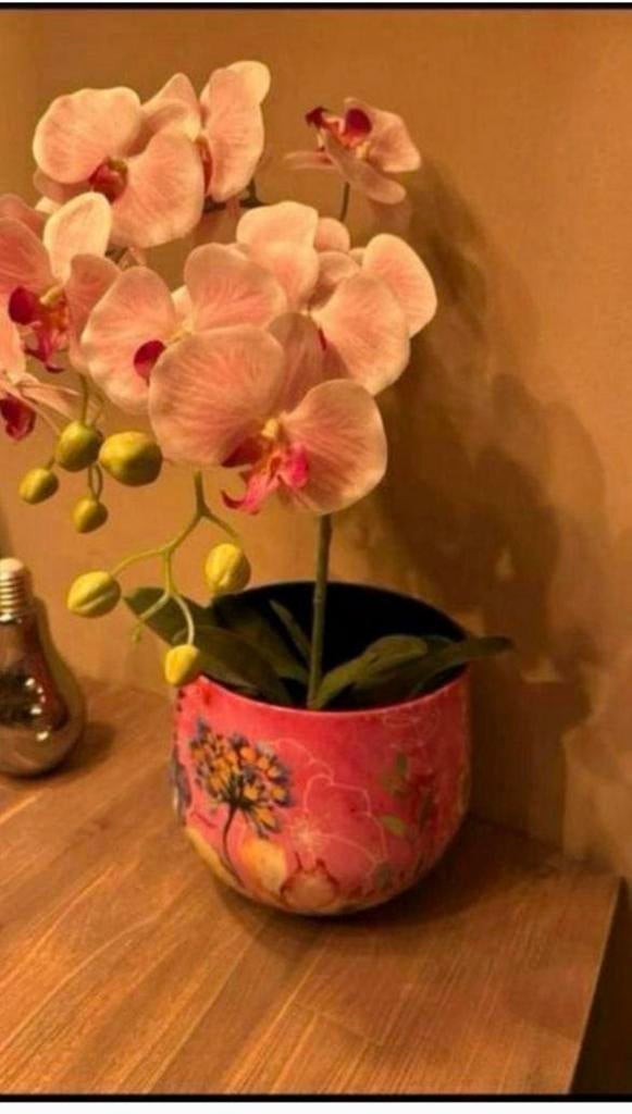 Nieuwe roze bloempot met orchidee, Ophalen, Nieuw