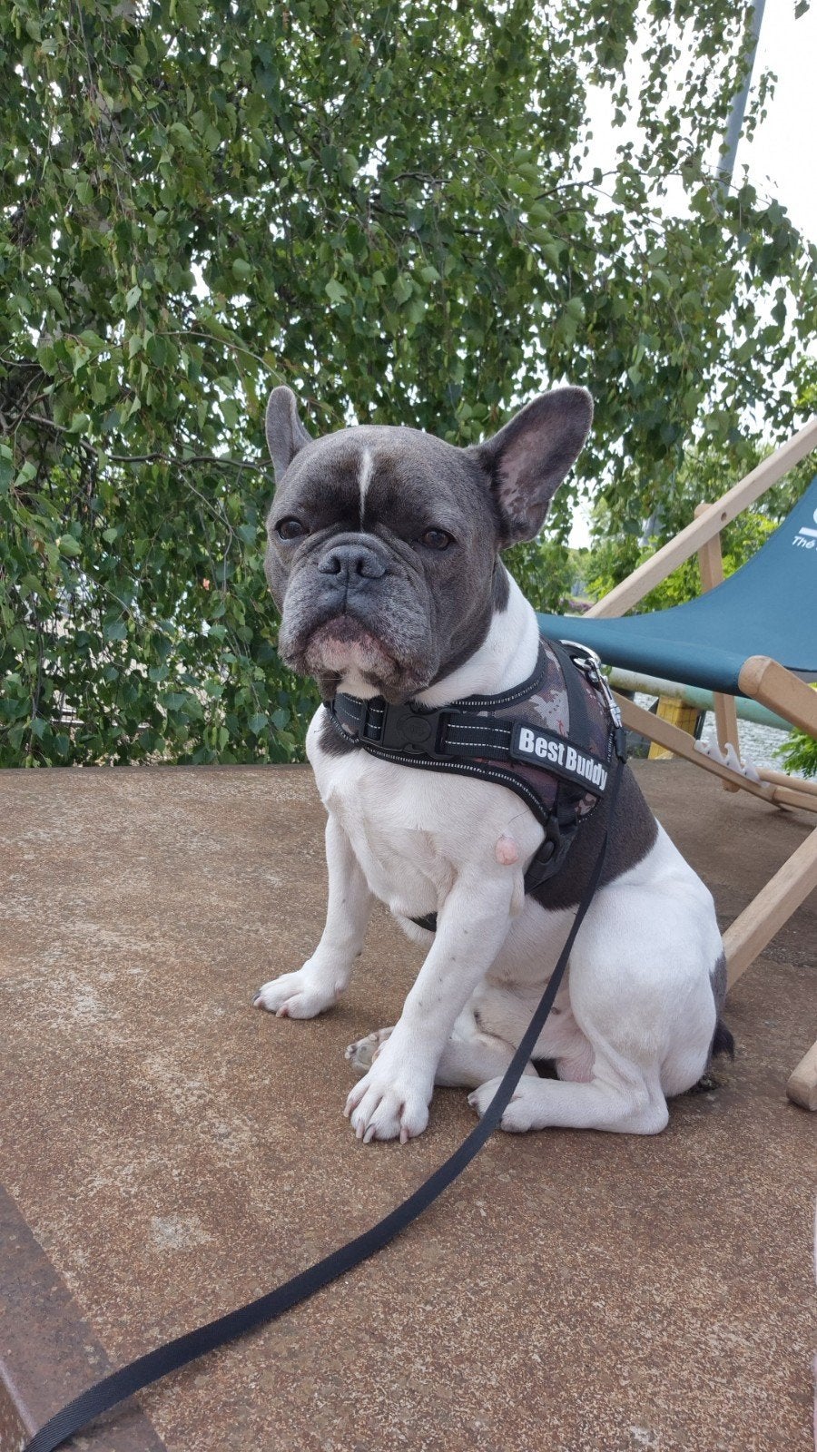 Franse Bulldog Reu, Reu, Eén hond, Klein, 3 tot 5 jaar