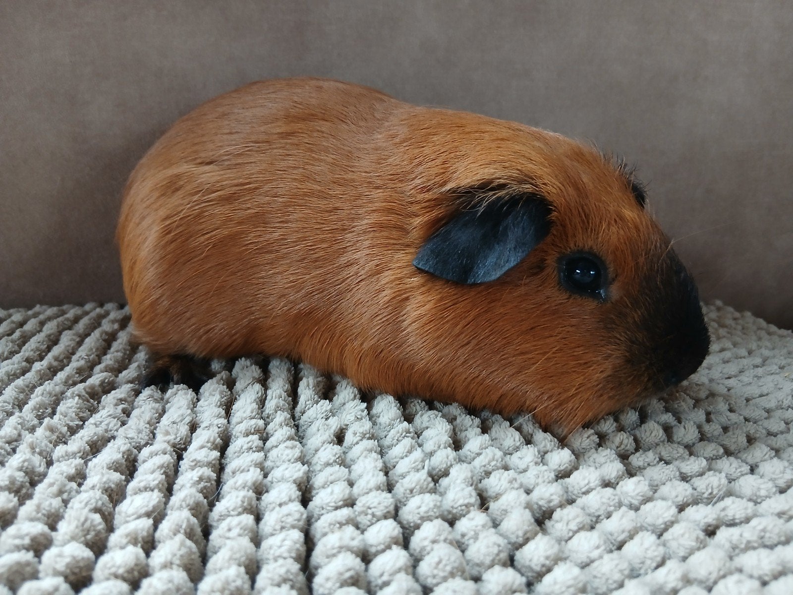 2 beertjes, Maart, Mannelijk, Cavia