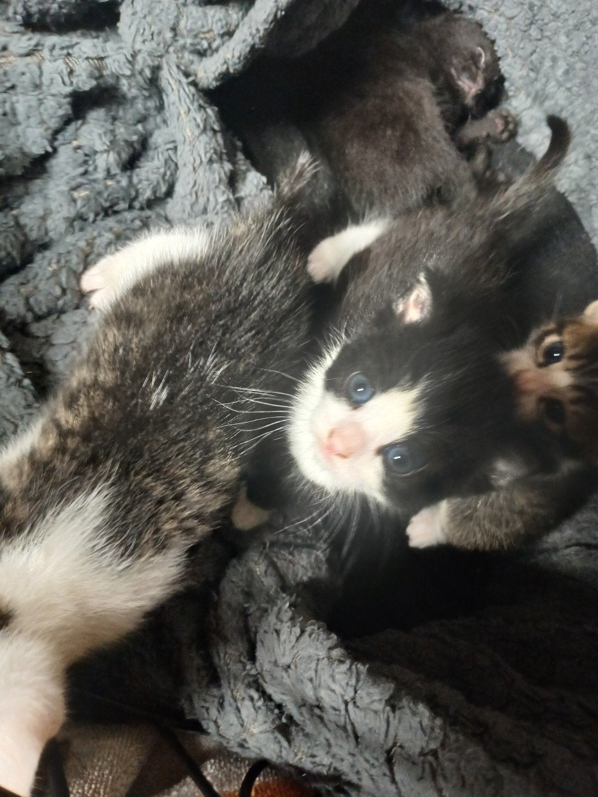 Kitten (poes) te koop, Dieren en Toebehoren, Katten en Kittens | Overige Katten, Poes, Kortharig, 0 tot 2 jaar