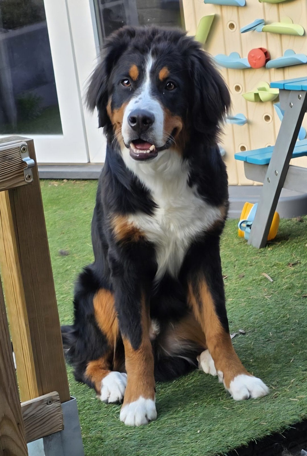 Lieve berner sennen te koop., Dieren en Toebehoren, 15 weken tot 1 jaar, Reu, Eén hond, Nederland