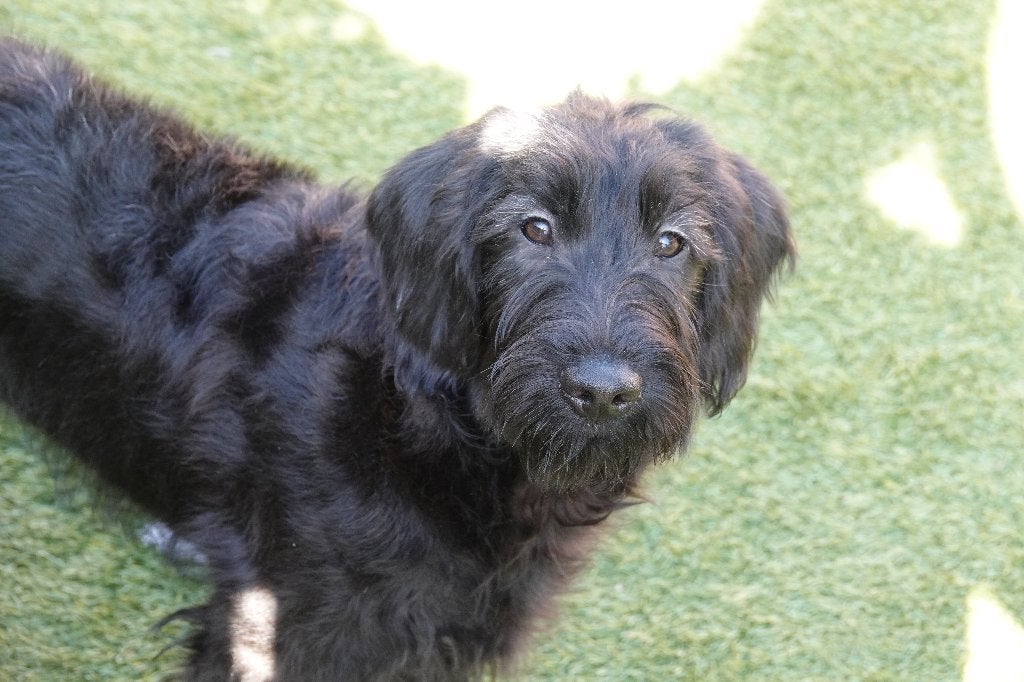 Medium Labradoodle pups (met stamboom), Dieren en Toebehoren, Parvo, België, Overige rassen, 8 tot 15 weken