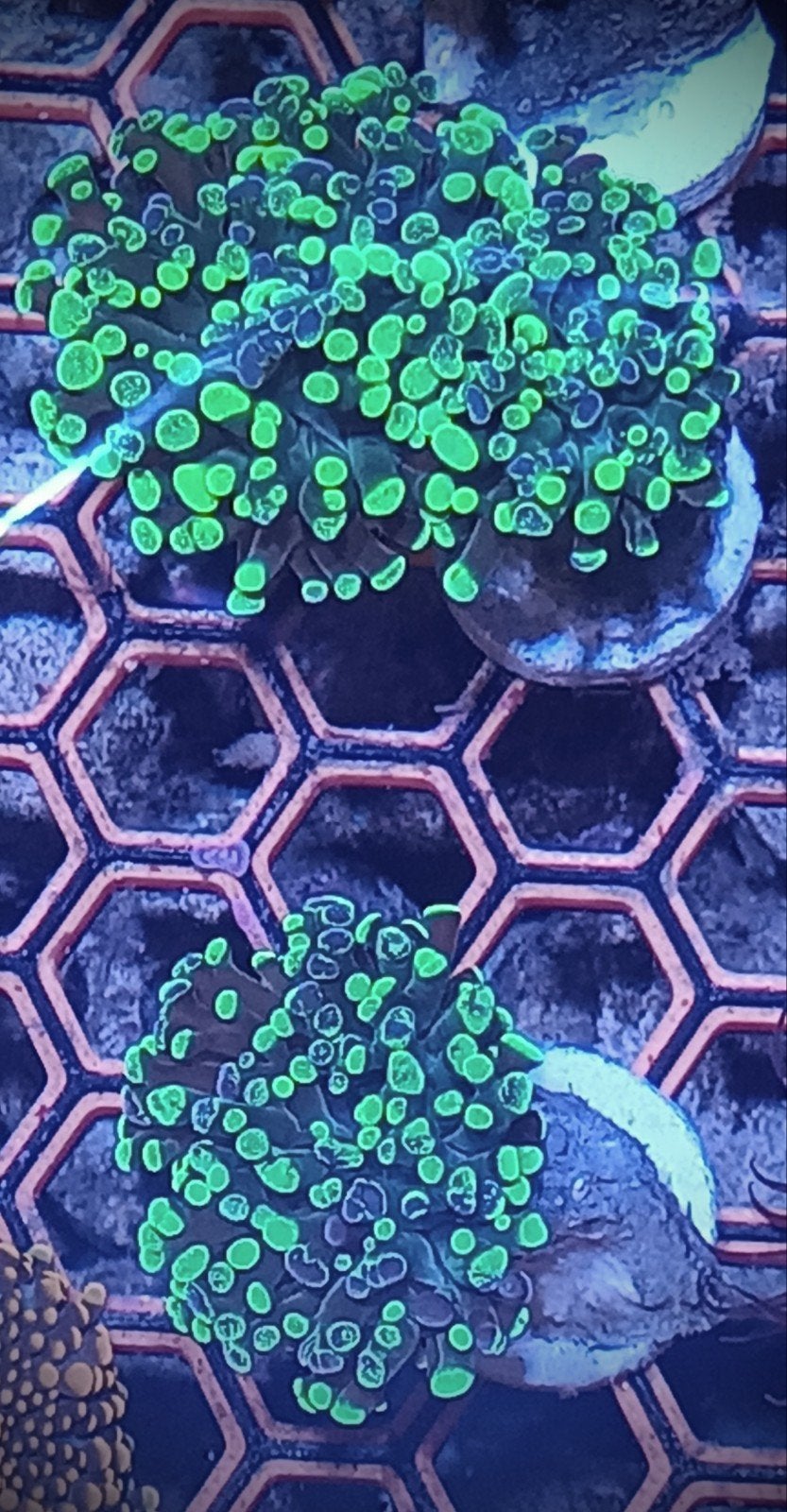 Green splatter frammer, Dieren en Toebehoren, Vissen | Aquariumvissen, Overige typen, Zoutwatervis