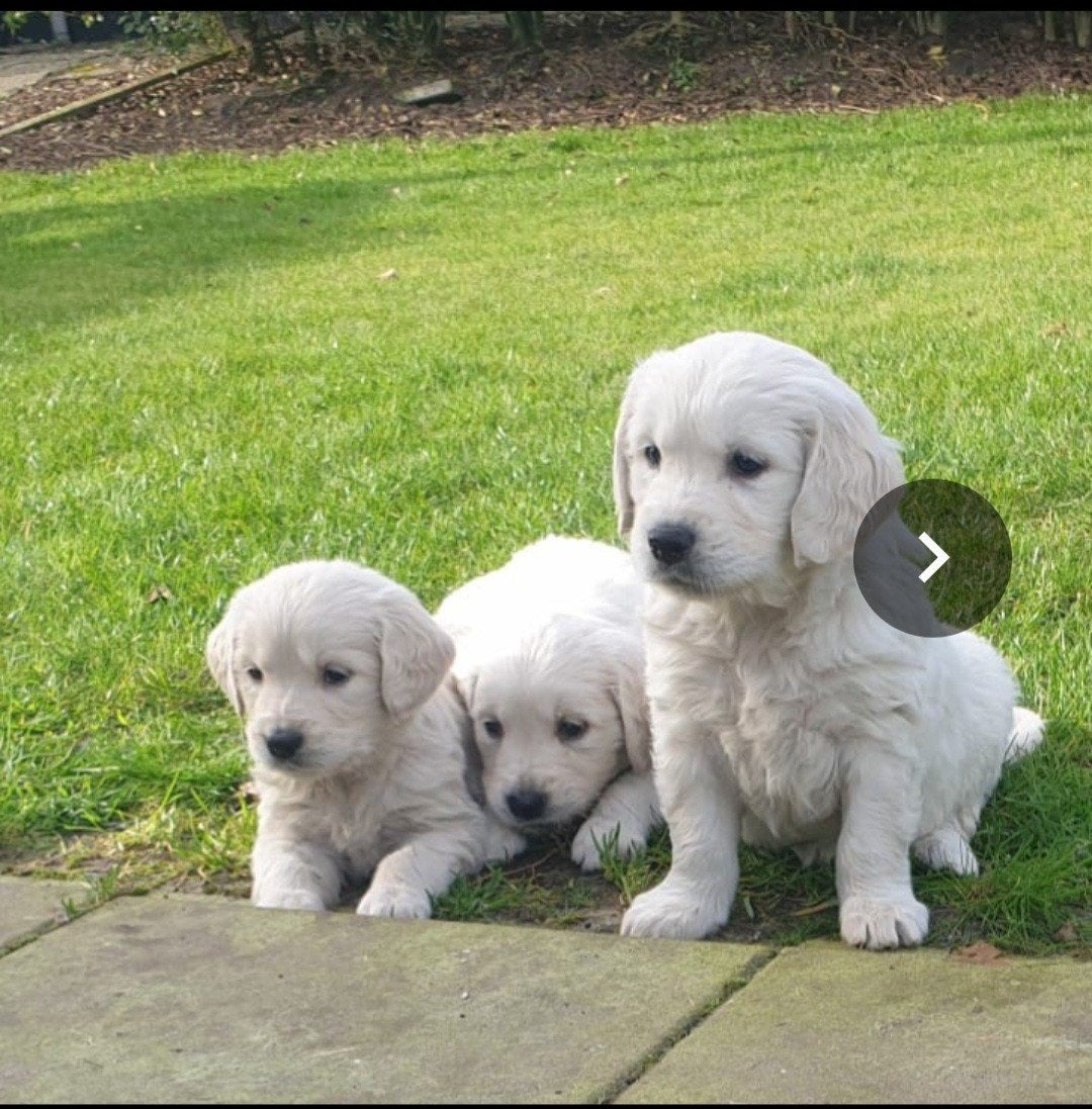 Golden retriever pups, Golden retriever, 8 tot 15 weken, Parvo, Meerdere