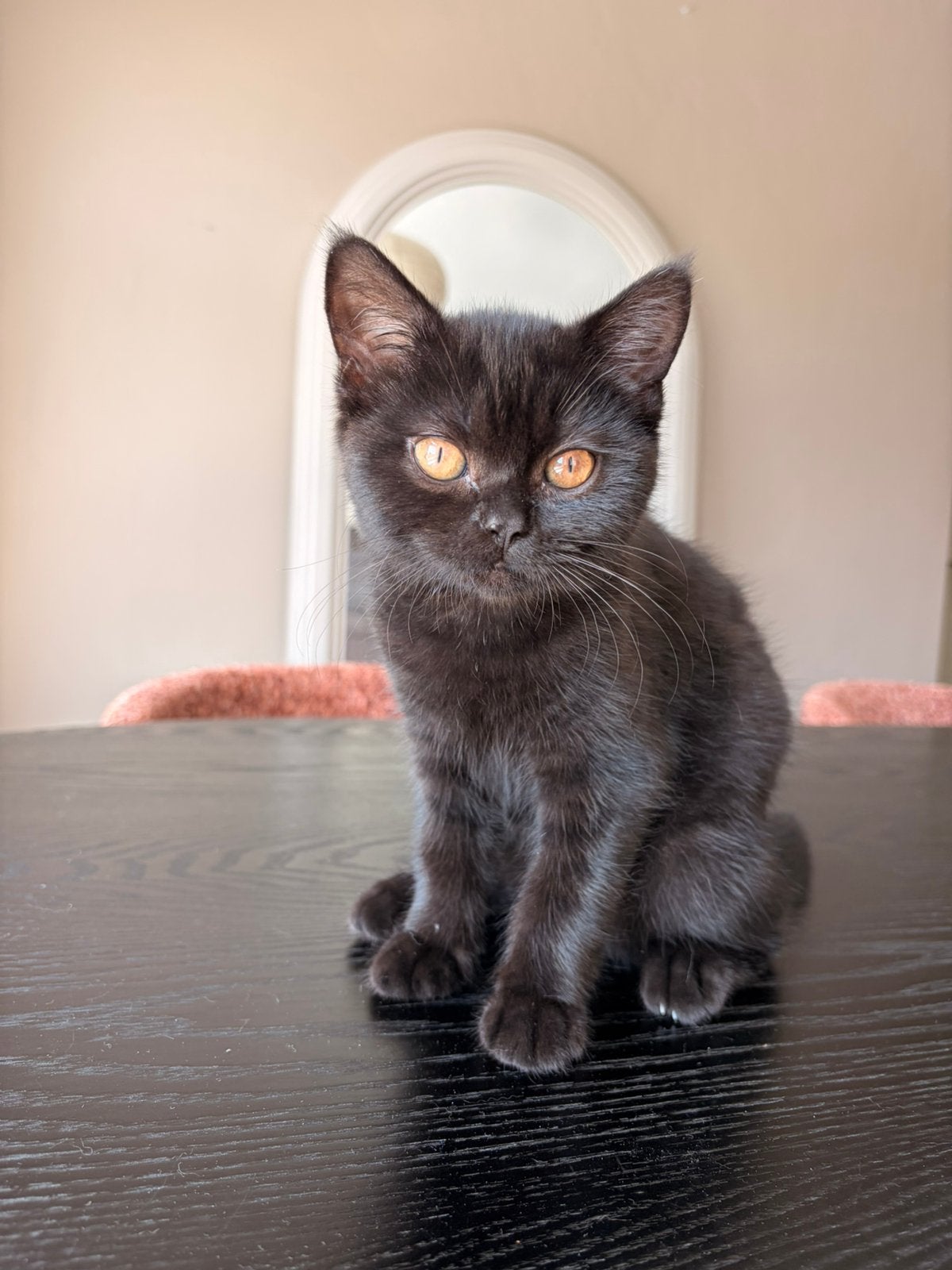 Britse korthaar kitten, Dieren en Toebehoren, Poes, Ontwormd