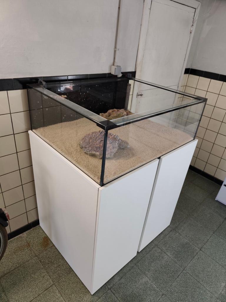 Zeeaquarium stekkebak, Ophalen of Verzenden