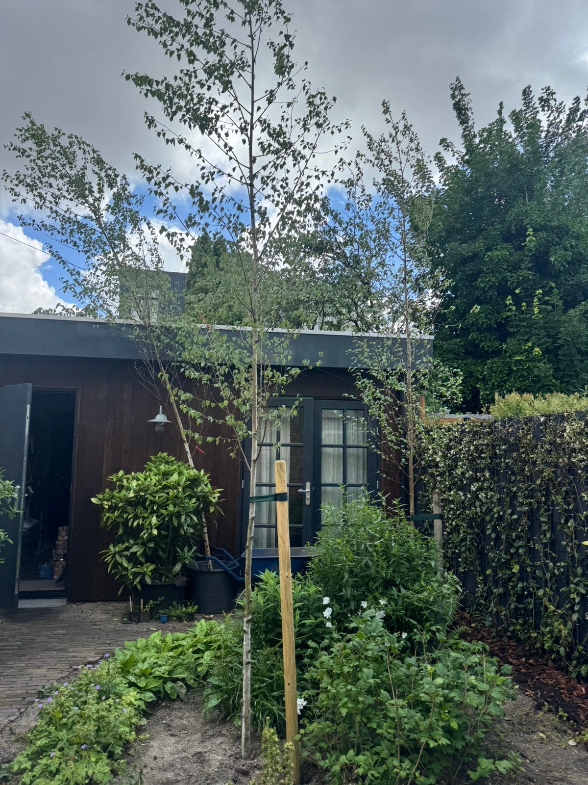 Berk in pot - 5 meter hoog, Tuin en Terras, Planten | Bomen, Ophalen, In pot, Volle zon, Overige soorten