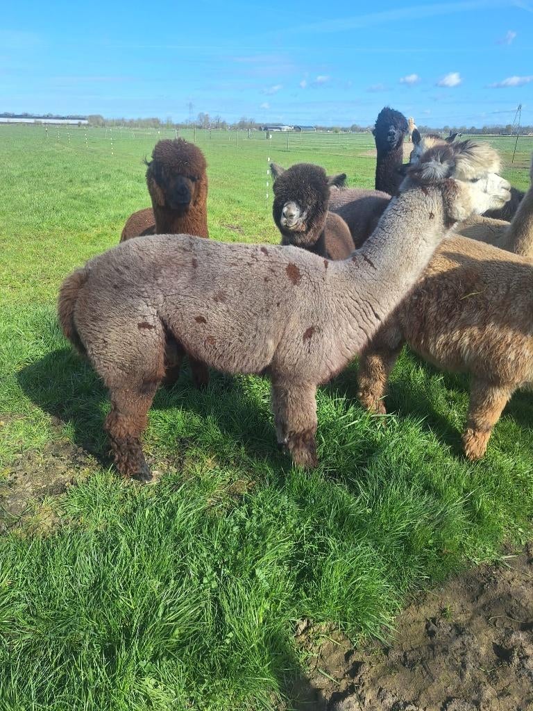 Diverse Alpaca merries te koop, Dieren en Toebehoren, Juni, Vrouwelijk