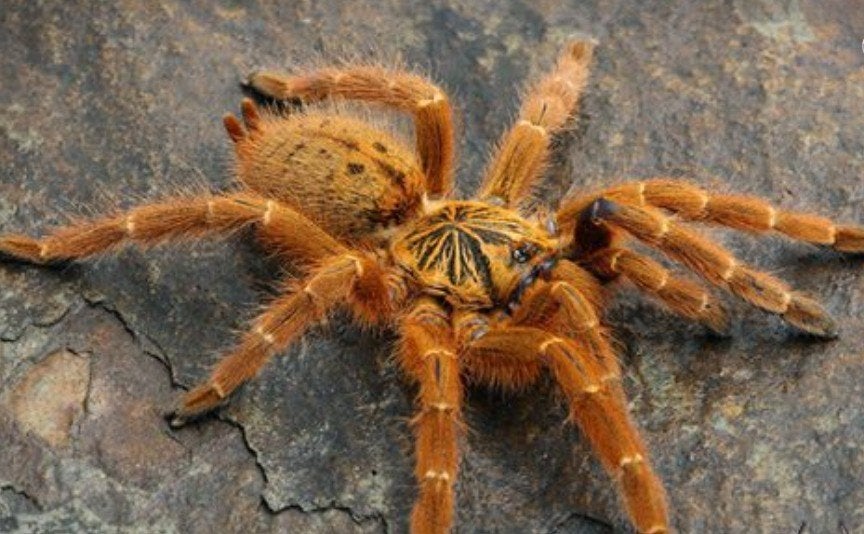 Pterinochilus murinus vogelspin, Overige soorten