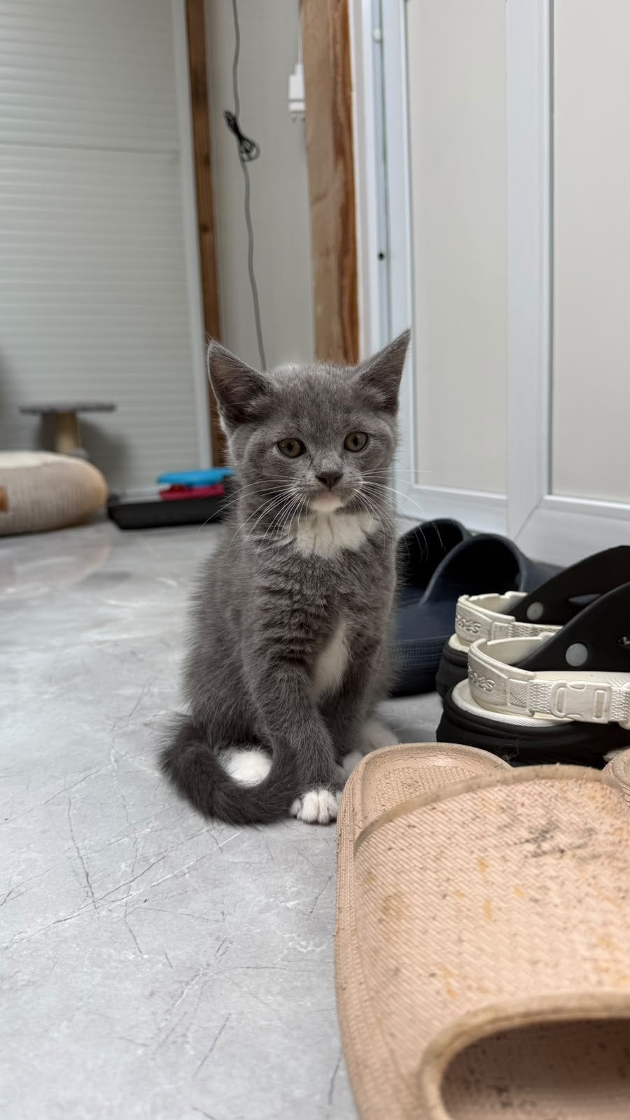 Britse korthaar kitten nestje kruising, Dieren en Toebehoren, Meerdere dieren