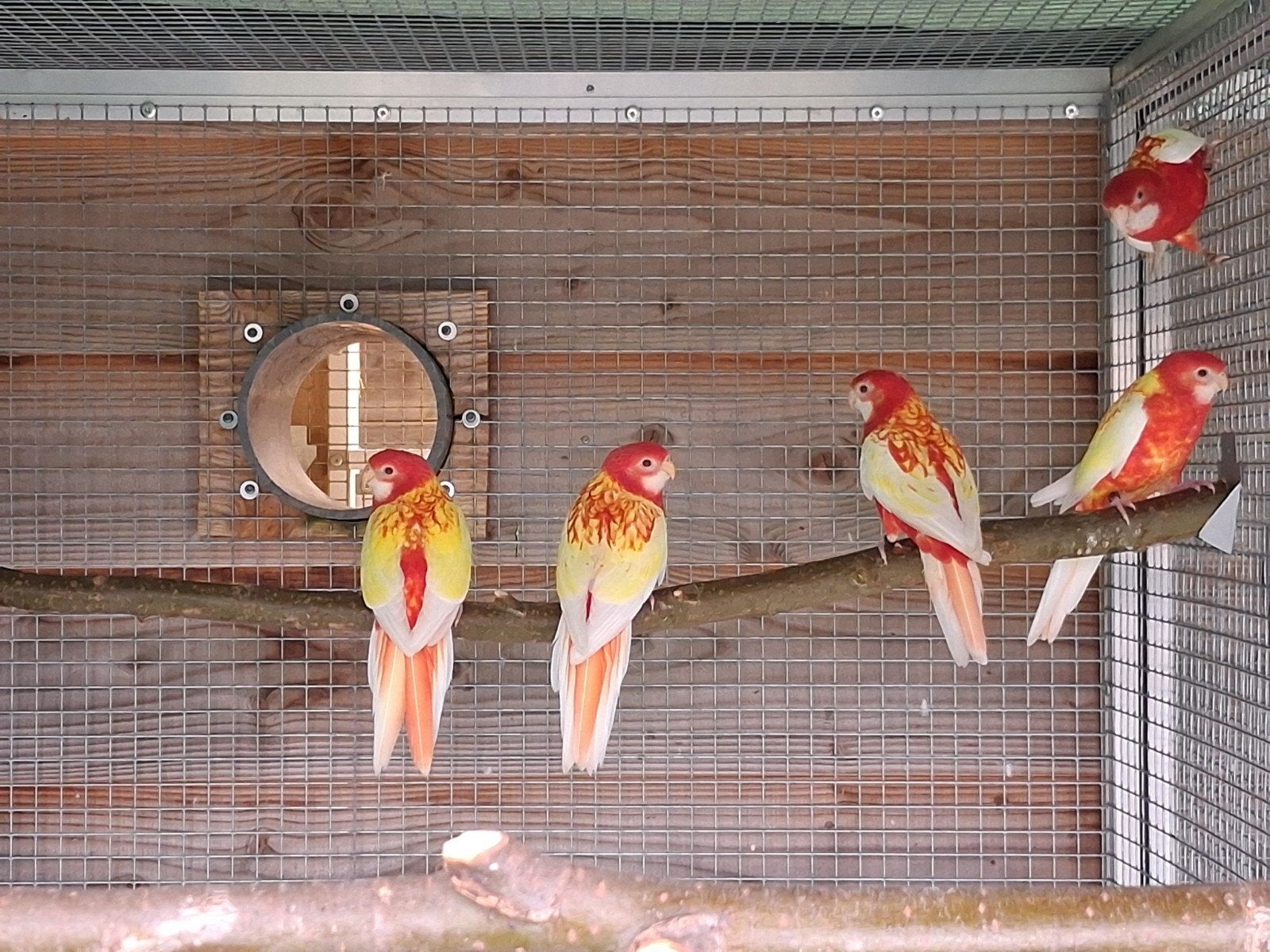 3 Jonge Rubino rosella., Meerdere dieren, Parkiet, Geringd