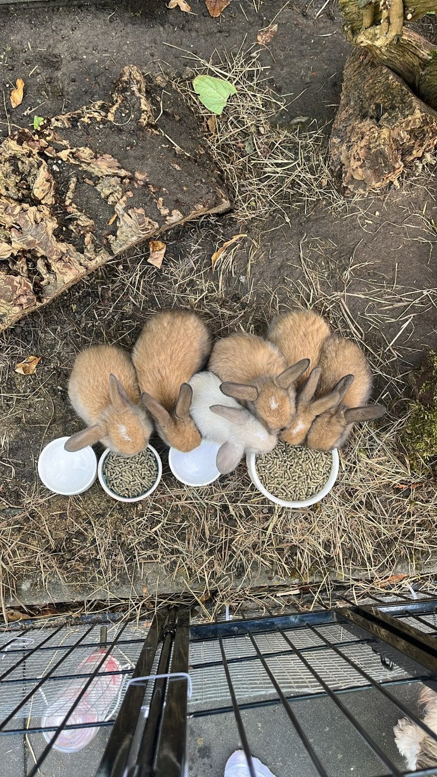 Lieve hangoor konijntjes, Geslacht onbekend, Middelgroot, Hangoor, 0 tot 2 jaar