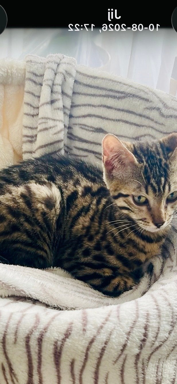 Bengaal kitten, Kater