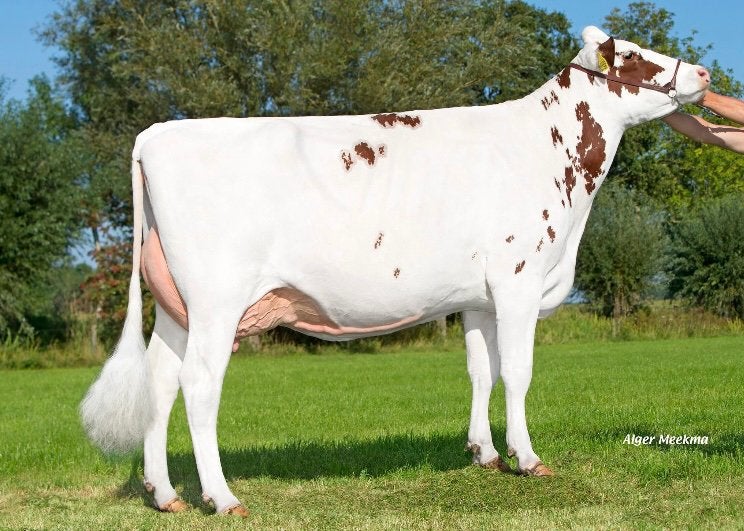 Te koop melkkoeien en afgekalfde vaarzen, Dieren en Toebehoren, Runderen, Mannelijk