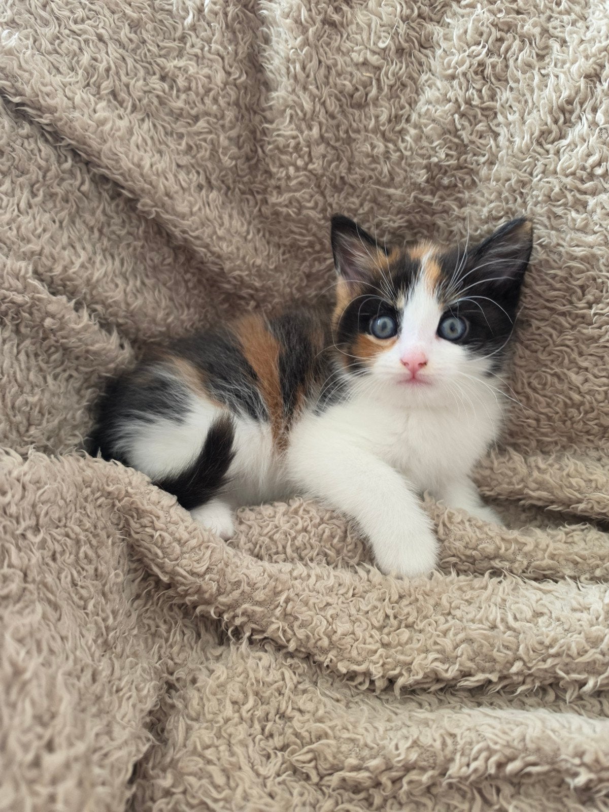 3 lieve kittens, Meerdere dieren