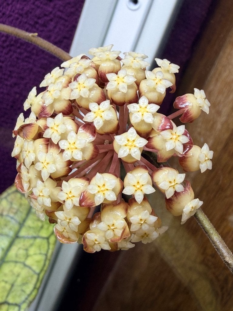 Hoya Finlaysonii epc317, Huis en Inrichting, Kamerplanten, Verzenden, Halfschaduw, Minder dan 100 cm