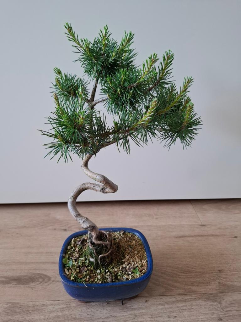 Pinus sylvestris shohin bonsai, Bloeit niet, Halfschaduw, Minder dan 100 cm, Overige soorten