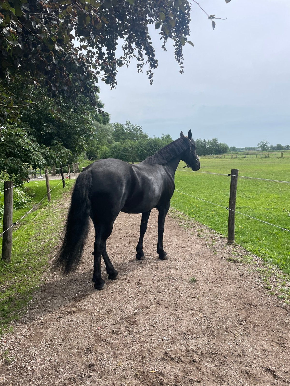 Verzorgster/bijrijdster gezocht, Dieren en Toebehoren, Ophalen of Verzenden, Nieuw, Recreatie