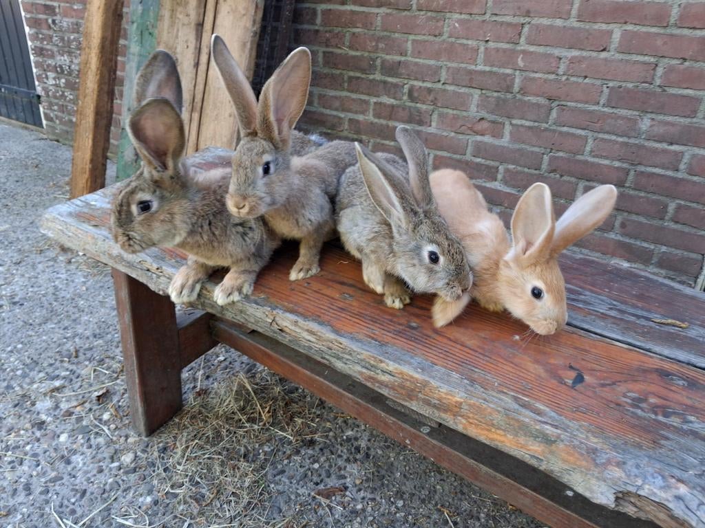 Jonge vlaamse reuzen, Mannelijk, Groot, 0 tot 2 jaar