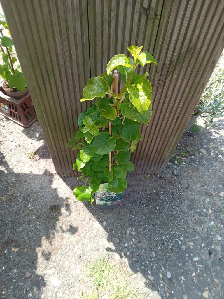 Klimplant voor tuin of balkon, Tuin en Terras, Planten | Tuinplanten, Overige soorten, Volle zon, Ophalen of Verzenden