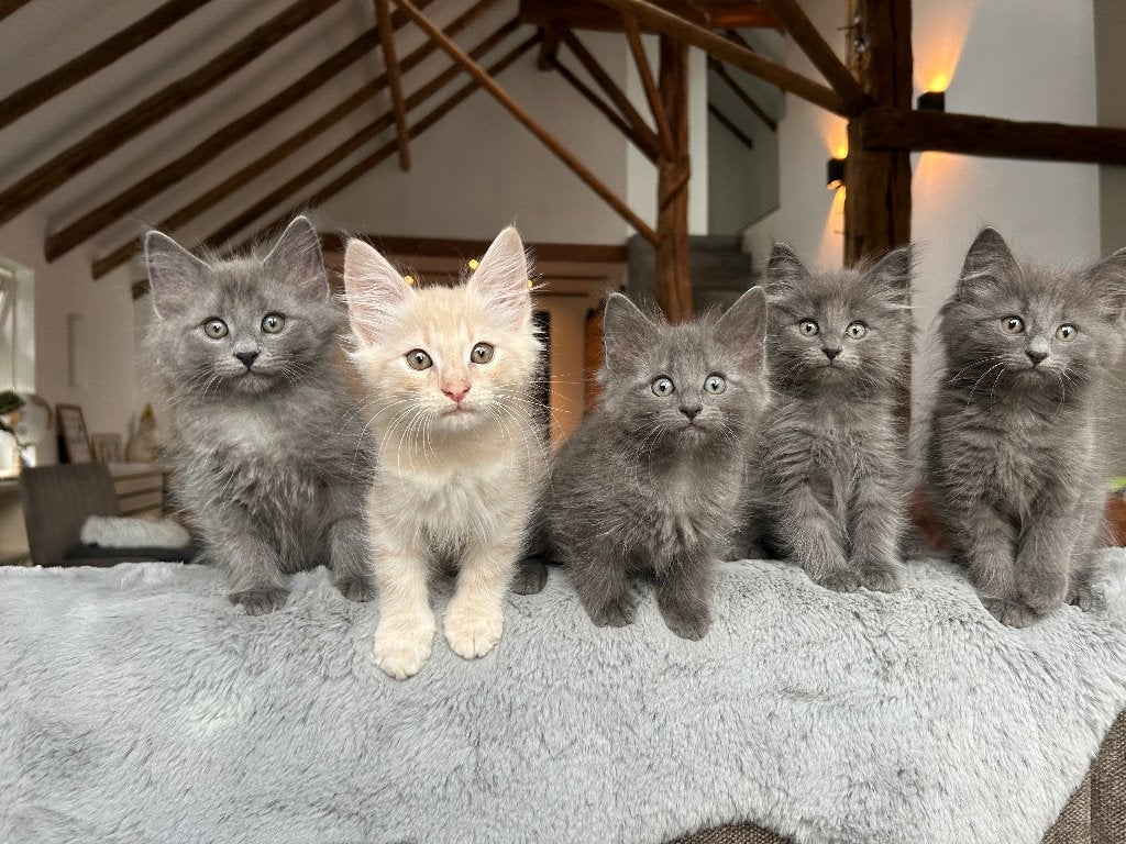Noorse Boskatkittens, Dieren en Toebehoren, Katten en Kittens | Raskatten | Langhaar, Poes, Met stamboom