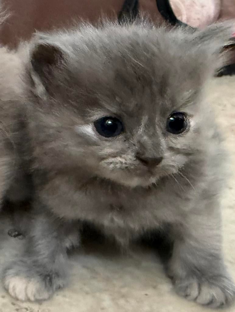 Ragdoll kittens beschikbaar, Meerdere dieren, Met stamboom, 0 tot 2 jaar