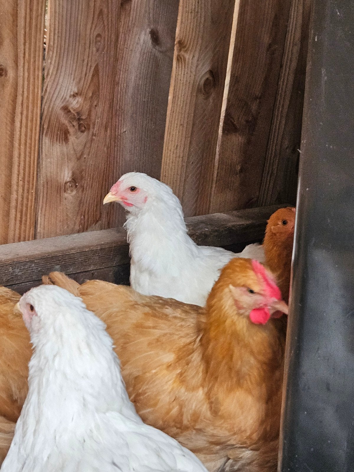 Te koop: jonge Orpington kippen – grote soort, Dieren en Toebehoren, Pluimvee, Meerdere dieren