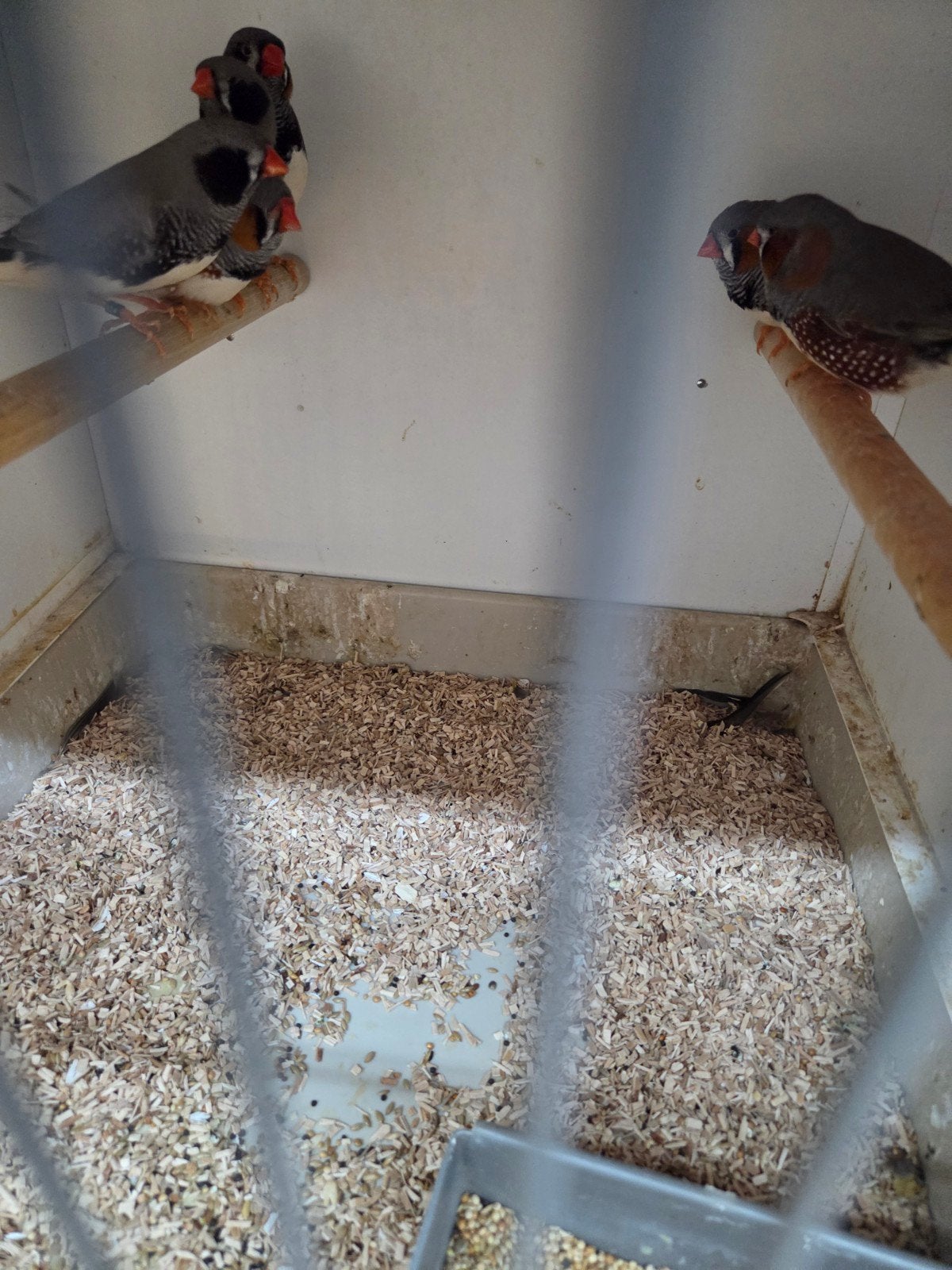 grote zebravinken split zwartwang, Dieren en Toebehoren, Vogels | Overige Vogels, Meerdere dieren